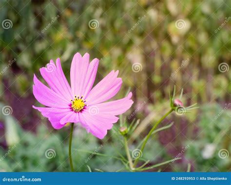 Pink Cosmos Flower Stock Image Image Of Green Asteraceae 248293953