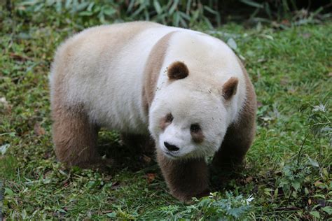 Im New Here So Please Accept This T Of The Qinling Panda As An