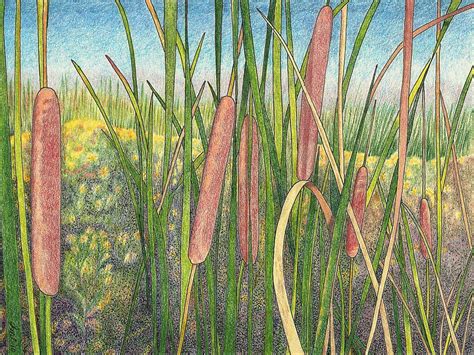 Drawings Of Cattails Cattails Drawing Acrylic Painting Drawings