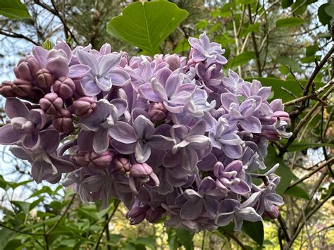 A Tale Of Two Lilacs Alan Ilagan