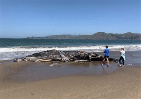 Humpback Whale Washes Up In San Francisco