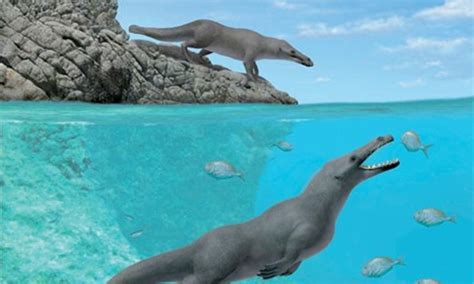 Ancient Four Legged Whale Walked On Land Swam In Sea Newspaper