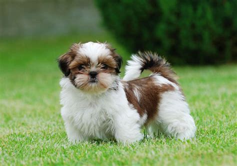 Age, activity level, health status, and overall size/bone structure. Best Dog Food for Shih Tzus: Choosing Right Shih Tzu Puppy ...