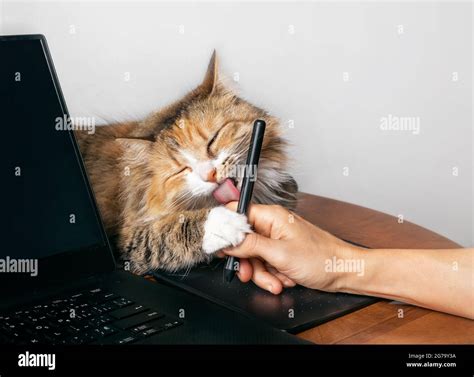 cute cat licking hand working on a computer with a tablet pen torbie kitty lying next to laptop
