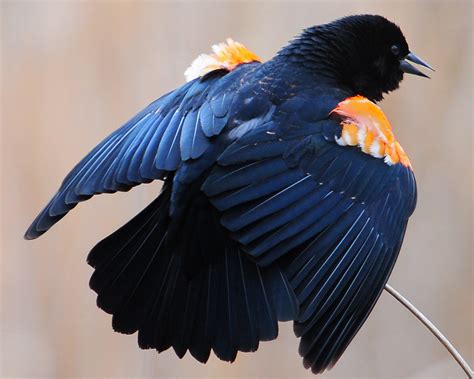 Orange Winged Blackbird Of All The Nine Male Blackbirds A Flickr