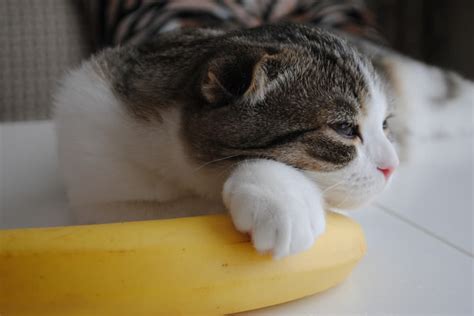 Can Cats Eat Bananas Great Pet Care