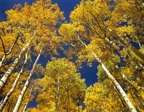 Quaking Aspen Grove In Fall Colors 2 Photograph By Tim Fitzharris