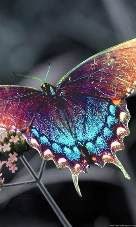 Beautiful Colorful 3d Hd Butterfly Wallpapers For Computers Laptops Desktop Background