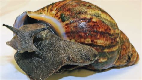 giant african snails seized at los angeles airport cbc news
