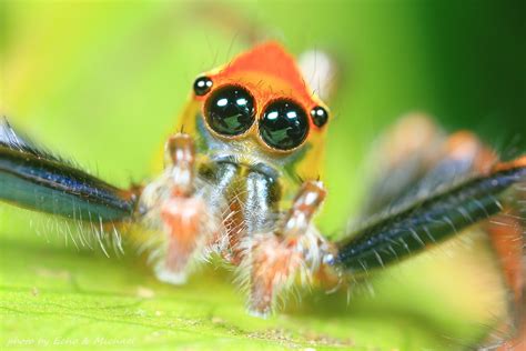 Insects Spiders Nature Macro Closeup Zoom Wallpapers Hd Desktop