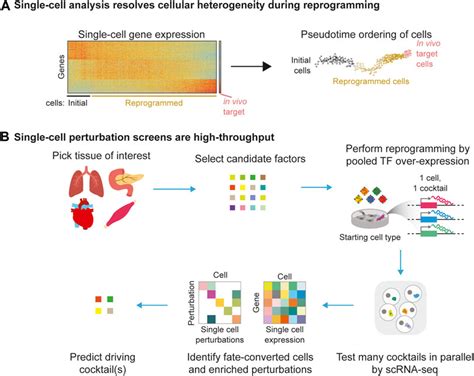 Frontiers Single Cell Genomics Catalyst For Cell Fate Engineering