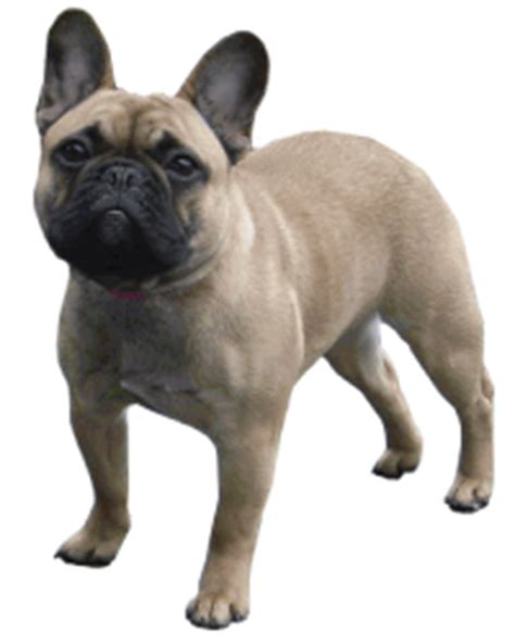 The french bulldog first appeared in the united states in 1896 at the westminster kennel club's show in new york. Amberbull French Bulldogs Vancouver, BC