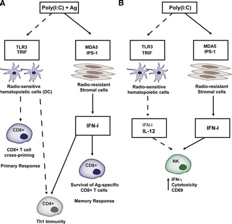Poly I C Promotes T Cell Responses And Nk Cell Activation Through Tlr Download Scientific
