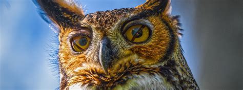 Amazing Facts About Owl Eyes American Bird Conservancy