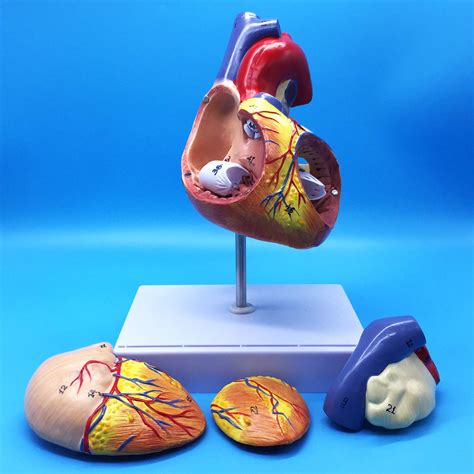 Buy 2x D Human Heart Anatomical Model For Science Classroom Study