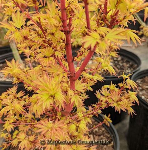 Japanese Maple Reference Chart Maplestone Ornamentals In 2022