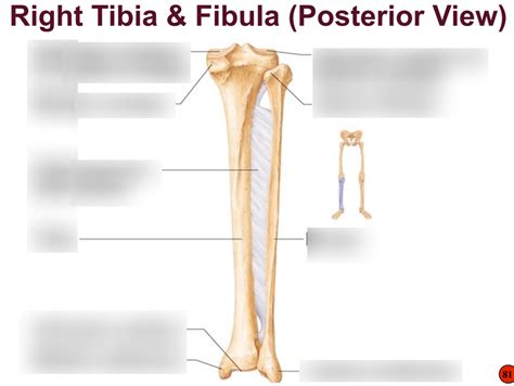 Right Tibia And Fibula Posterior View Diagram Quizlet