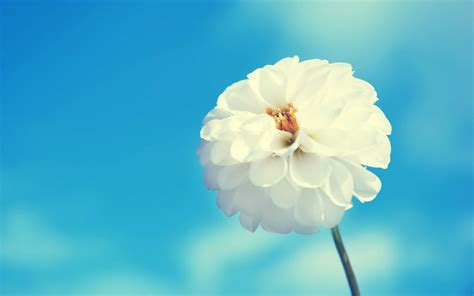 Awesome White Flower Blue Hd Love Wallpaper Love Wallpapers