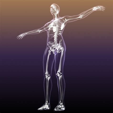 Showing the transparent internal organs and bones, highlighting the intestine and stomach. Female Skeleton inside Woman Body 3D Model - FlatPyramid