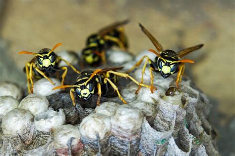 Insect Wasp Field Wasp Nest The Hive Larva Macro Insect Larva