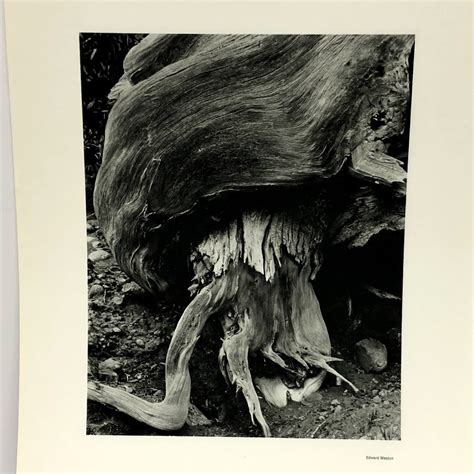 Eight Photographs Edward Weston