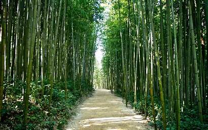 Korea Nature Bamboo Forest Wallpapers Desktop Japan