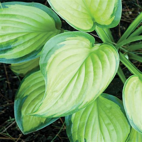1 Gal Stained Glass Hosta Plant 7058 The Home Depot