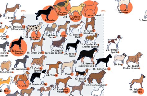 Dog Breeds Ranked By Temperament Dog Breeds What Dogs Breeds Photos