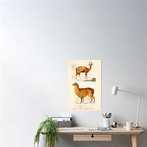 Vintage French Biology Illustration Quadrupeds Alpaca Antelope
