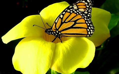 Butterfly On Yellow Flower Image Abyss