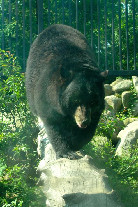 Black Bear Buttonwood Park Zoo