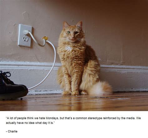 25 Cats Deepest Secrets Revealed On Felines Of New York Funny Cats