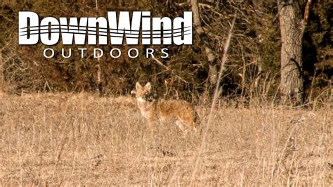 Western Coyote Hunting 12 Oclock Downwind Outdoors Youtube