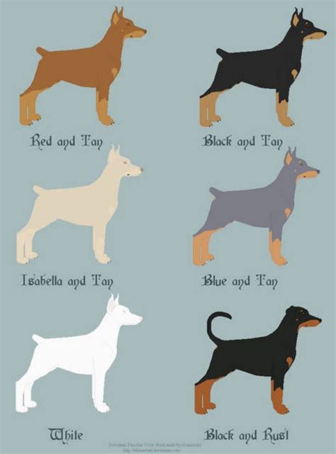 Doberman Pinscher Coat Color And Anatomy Guide By Xlunastarx On