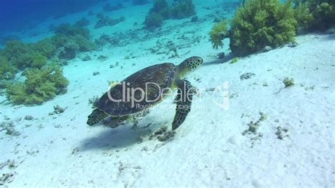091124 Baby Sea Turtle Swimming 92 Royalty Free Video And