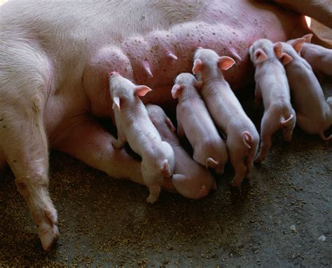 Woman slaughter 2 chickens under feet. Chinese Woman Killing A Goat - India China Himalayan ...