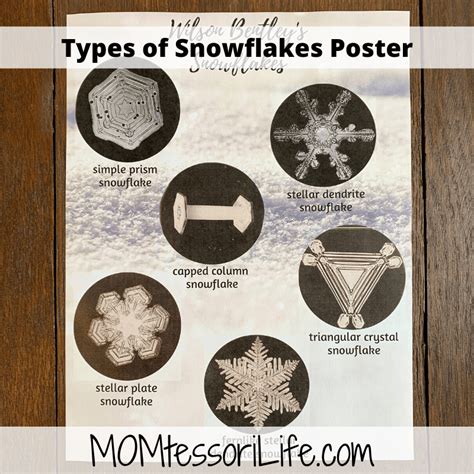 Types Of Snowflakes Poster Etsy Momtessori Life