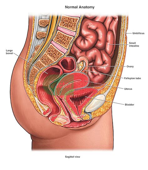 An organ is a collection of tissues that have a specific role to play in the human body. Anatomy of the Female Abdomen | Doctor Stock