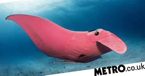 Worlds Only Pink Manta Ray Spotted Swimming Off The Great Barrier Reef