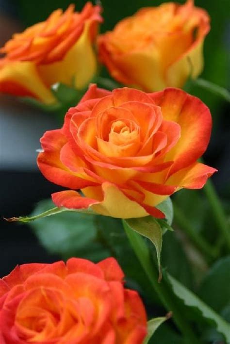 Pin By Iboja Mi Kovi On Razno Beautiful Rose Flowers Beautiful