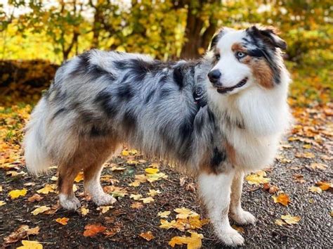 Blue Merle Australian Shepherd The Complete Dog Breed Guide K9 Web