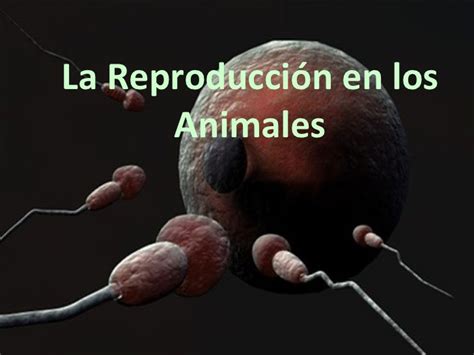La Reproducción En Los Animales