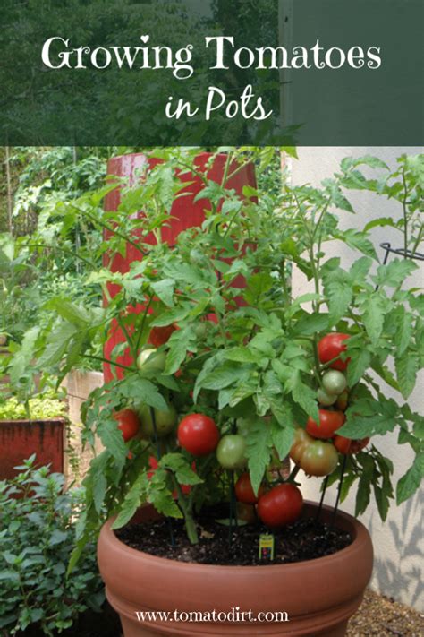 How Much Water Needed To Grow Tomatoes Cromalinsupport