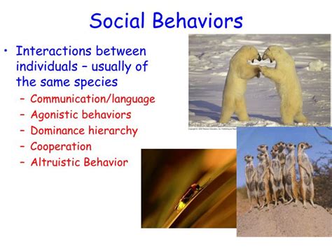 Ppt Ap Bio Animal Behavior Podcast 2 Learned Behaviors Powerpoint