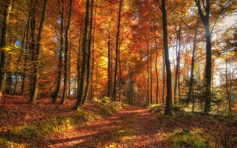 nature,-trees,-autumn,-forest-wallpapers-hd-desktop-and-mobile