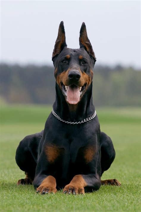 Long Haired Doberman Breed 2024 Hairstyles Ideas