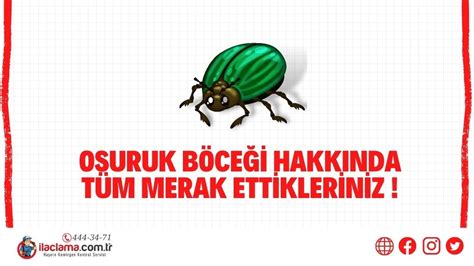 Osuruk Böceği Hakkında Tüm Merak Ettikleriniz ilaclama com tr YouTube