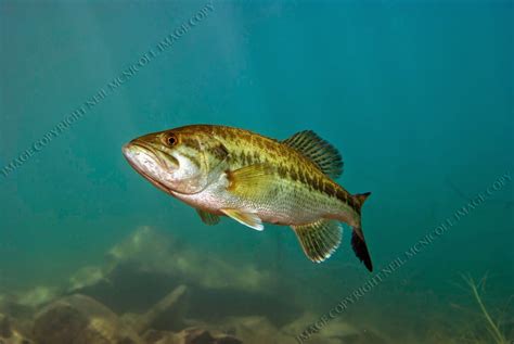 Largemouth Bass Underwater Photography Largemouth Bass 3