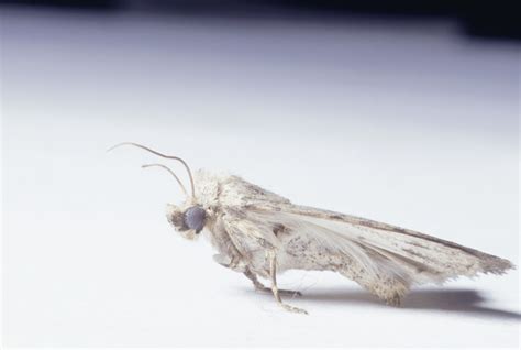 They hatch within a few weeks of being laid. How to Get Rid of Moths in the Closet | eHow