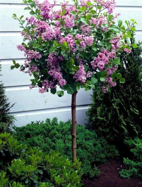 Small Flowering Dwarf Lilac Tree Beautiful Dwarf Lilac Trees For Your